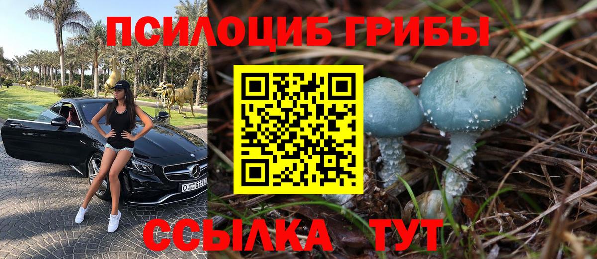 Псилоцибиновые грибы GOLDEN TEACHER Курчалой